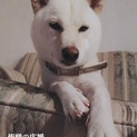 可愛いクリーム色柴犬ちゃん