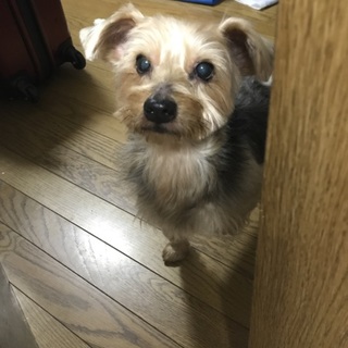 ヨークシャーテリア8歳