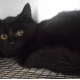 里親様に迎えられました。有難うございました。