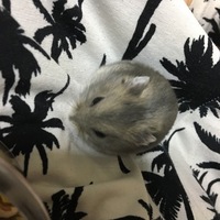 りんくん