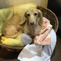 カニンヘンダックス