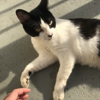 とても人懐っこいハチワレ猫です