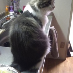 「番外編～ツナ～」サムネイル1