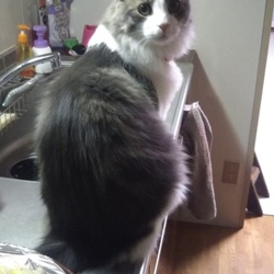 「番外編～ツナ～」サムネイル2