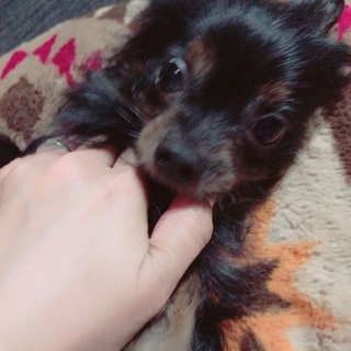 プードルとチワワのMIX