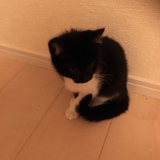 生後二ヶ月 子猫の里親探してます
