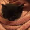 生後二ヶ月 子猫の里親探してます サムネイル2