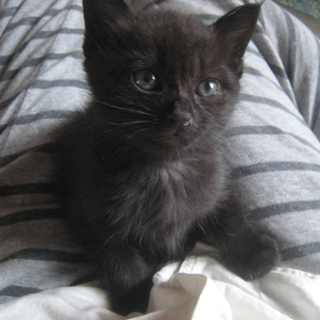 兄弟と育って性格良好。里親になってください！