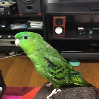 さざなみインコ　生後６か月　男の子