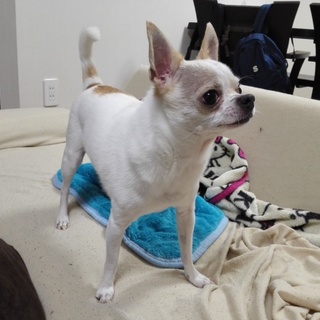 スムースチワワ　オス7歳