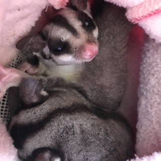 フクロモモンガ 2匹♀