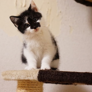 甘々ゴロゴロのかわいいおんニャの子