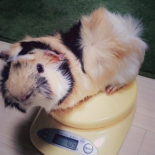 2歳♂イケメンモルモット