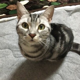 アメリカンショートヘアの女の子