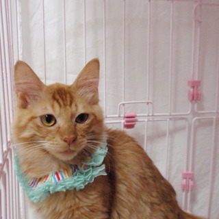 超甘えた♪長毛茶トラ