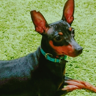 穏やかなミニチュアピンシャーの柚子ちゃん３歳