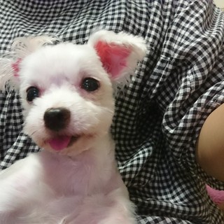 小さくてコミカルなマルチーズの一会ちゃん　5歳