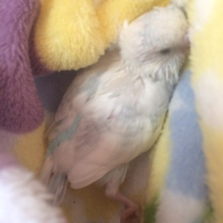 セキセイインコ雛 5羽。大阪市