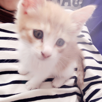 チェブラーシカ