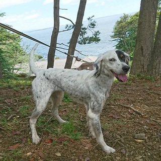 イングリッシュセッター 千葉県 犬の里親募集 ペットのおうち 月間利用者150万人