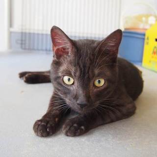 姫路市譲渡候補猫のご紹介