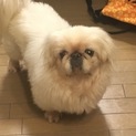 ペキニーズです
