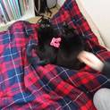 黒猫姉妹