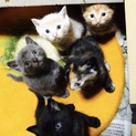 元氣な子ねこたちを大切な家族へ◎^ - ^