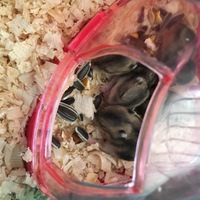 ジャンガリアンハムスタ