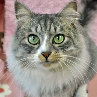 長毛のマンチカン☆男の子です