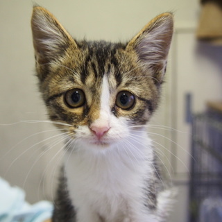 姫路市譲渡候補猫のご紹介