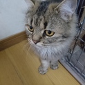 目が大きくて、甘えん坊な猫ちゃん