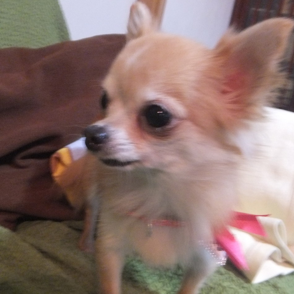 プリンのカバー写真