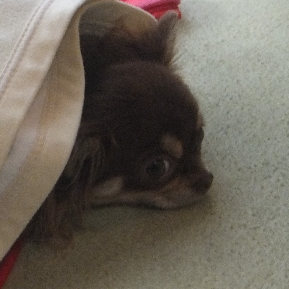 ココアのカバー写真