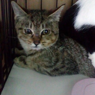 子猫（キジトラ、メス）の里親さま募集