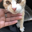 人懐こい猫ちゃんの里親になってあげて下さい。