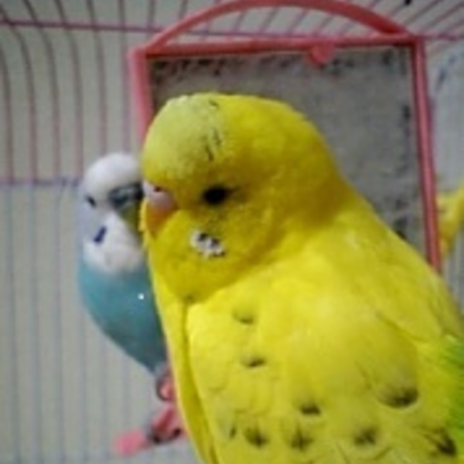 めいこっこのカバー写真