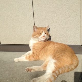  抱っこ大好き。猫とまったり過ごしたい方！