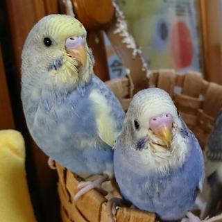 セキセイ雛(１ヶ月)お迎えして下さる方