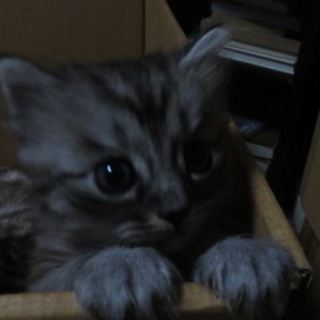 アメショミックスの赤ちゃんが里親さんを探します＾＾