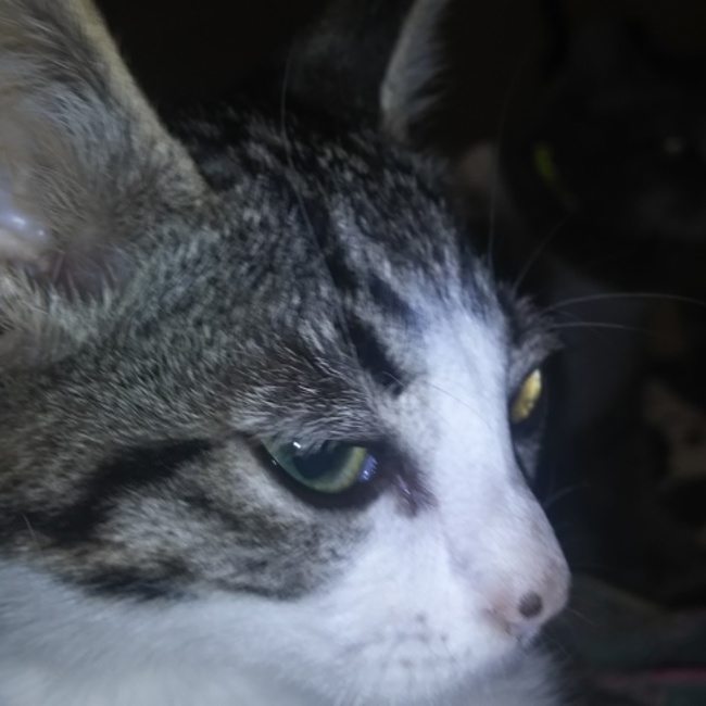 リリー ローズ  メロディのカバー写真