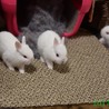 ４匹のネザーランド赤ちゃん里親募集 サムネイル3