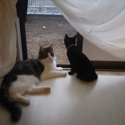 「ジジ君17日目」サムネイル2