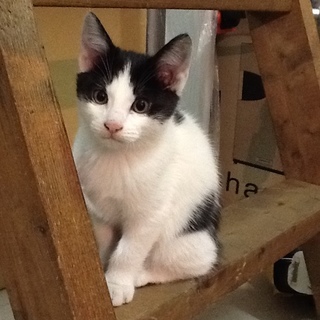 ハチワレ子猫 里親さん募集