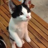 ハチワレ子猫 里親さん募集 サムネイル4