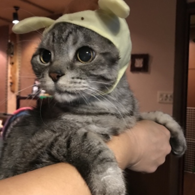 すのななのカバー写真
