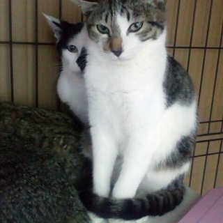 子猫（キジ白、メス）の里親さま募集