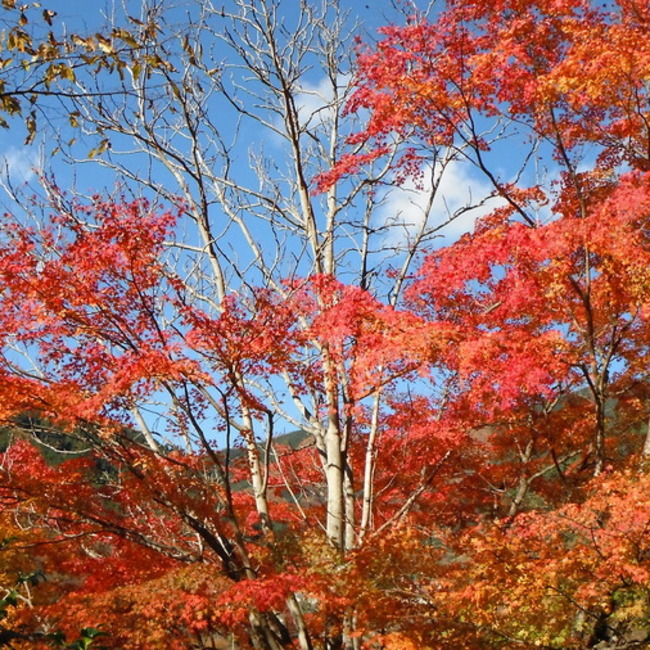 山と猫のカバー写真
