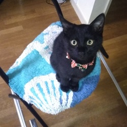 「番外編～ジジ～」サムネイル3