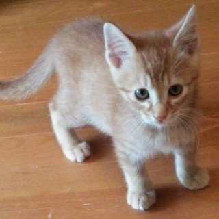 2カ月のやんちゃな茶トラの男の子です。